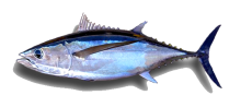 Pacific Albacore Tuna Vancouver Island