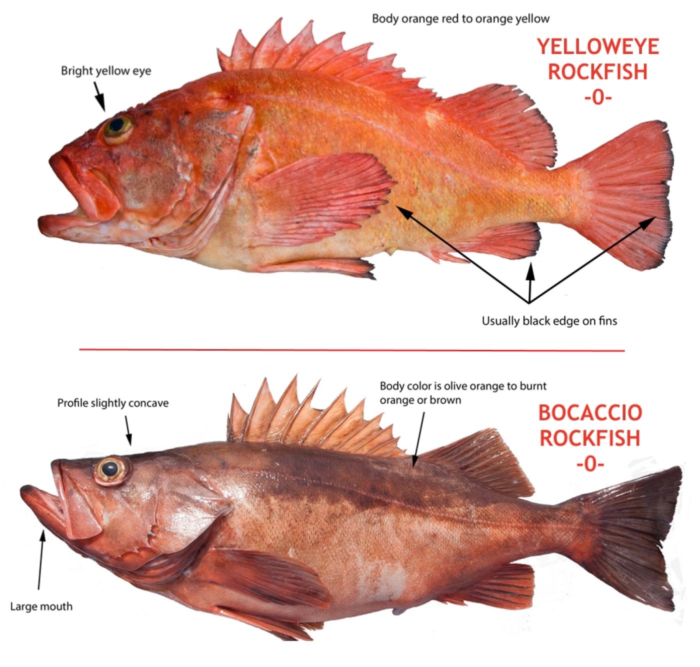 How to release rockfish alive - Rockfish Recompression