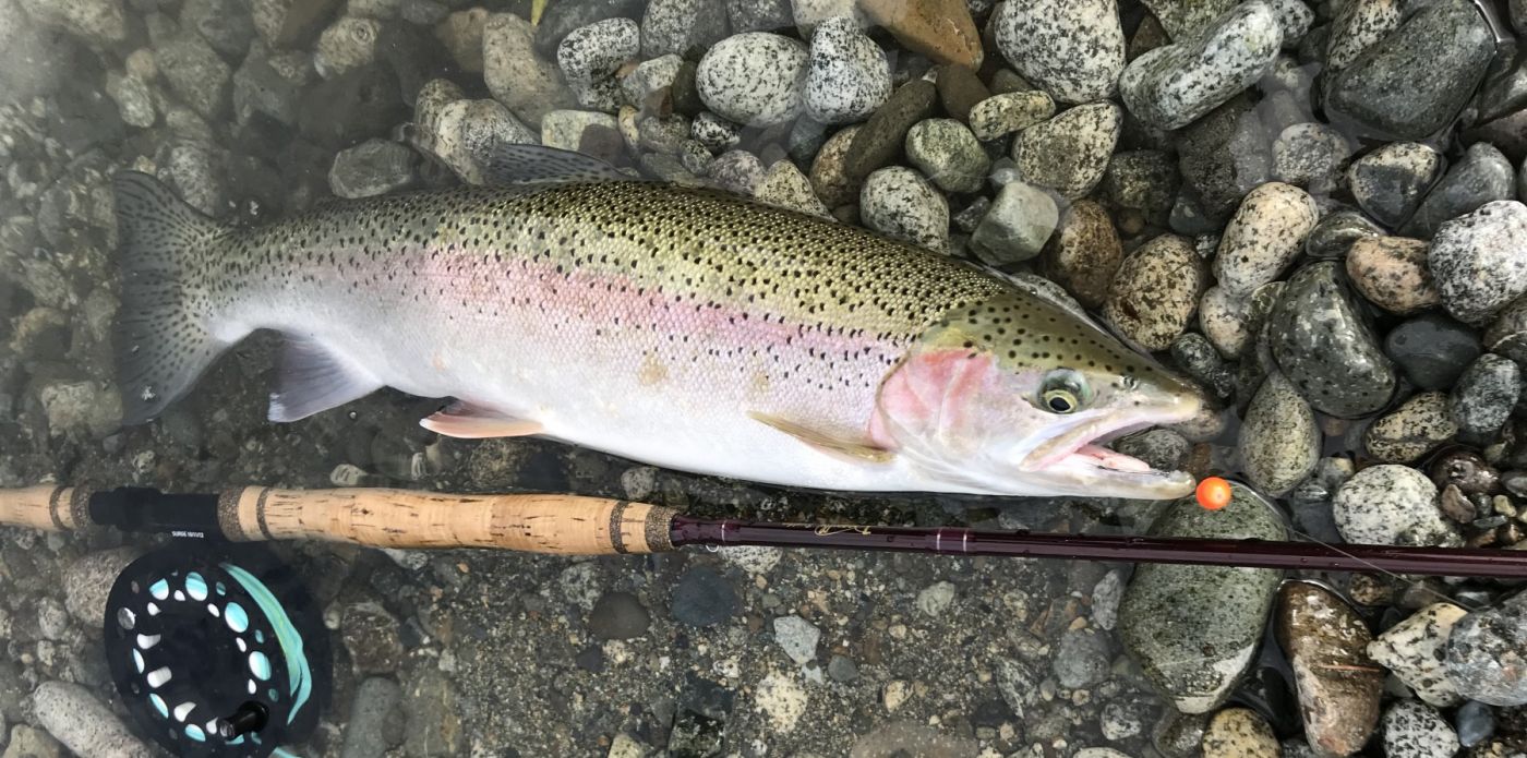 November steelhead fishing Clearance