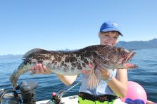 Lingcod