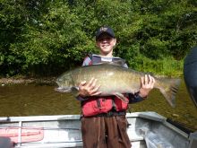 Big Mature Stamp River Chinook Salmon - Little Angler