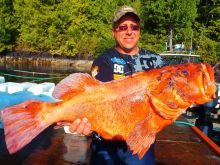 Giant Kyuquot Vermillion Rockfish