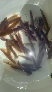 Live Opal Squid in Livewell