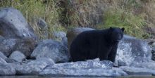 Healthy Black Bear - lots of salmon 