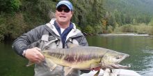 Stamp River Chum Salmon Galore