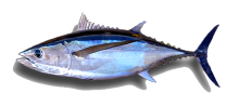 Pacific Albacore Tuna