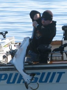 Halibut being landed