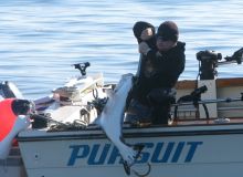 Ucluelet Pacific Halibut on the Hook Video