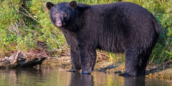 Big Black Bear Stamp River