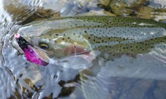 Stamp River Fall Steelhead