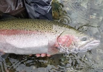 Fall 2017 Steelhead Buck by Alex Scott