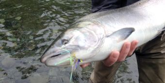 Fall Coho on the fly