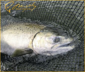 Stamp River Chinook Sept 2018