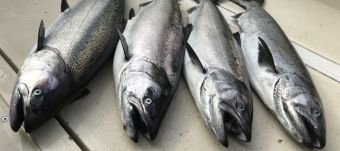 Ucluelet Chinook May 3 2018 guided by Shaun Evans