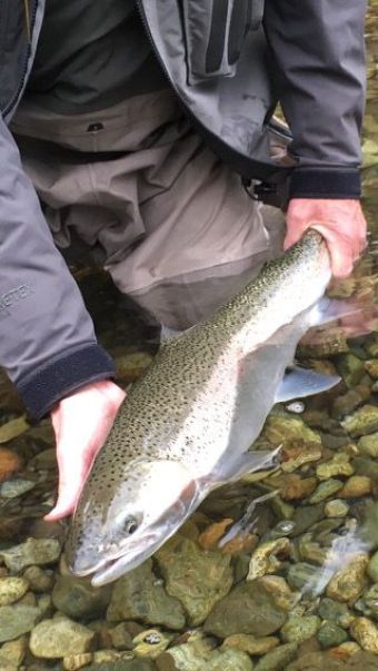 Releasing a Stamp River Fall Steelhead