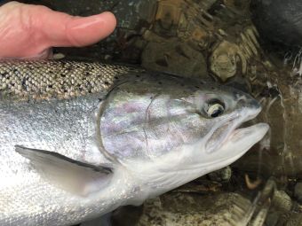 Fresh Stamp River Steelhead Dec 2020 Close up