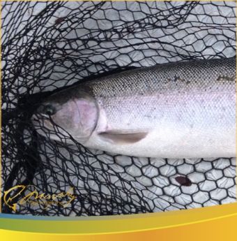 Dec 11 2015 Stamp River Steelhead