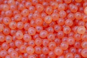 Fish Eggs