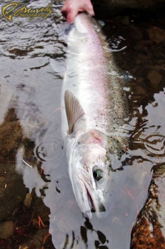 Stamp River Winter Steelhead - Big Wild Buck Jan 2018