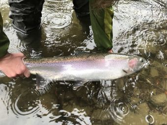 Stamp River Wild Winter Steelhead Jan 2018