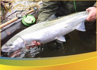 Stamp River Winter Steelhead Buck Released Dec 22 2015