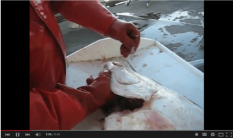 Halibut Gill Suction Video