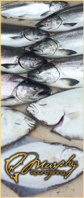 Ucluelet Fishing Report Photo June 4 2015 - Chinook& Hali Line up