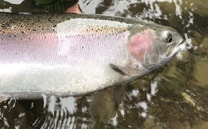 Jan Winter Steelhead