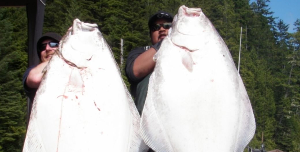How to catch halibut - Hooking Behaviour