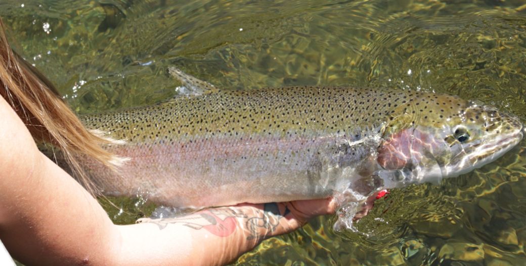 Fall - Fishing Stamp River Salmon & Steelhead
