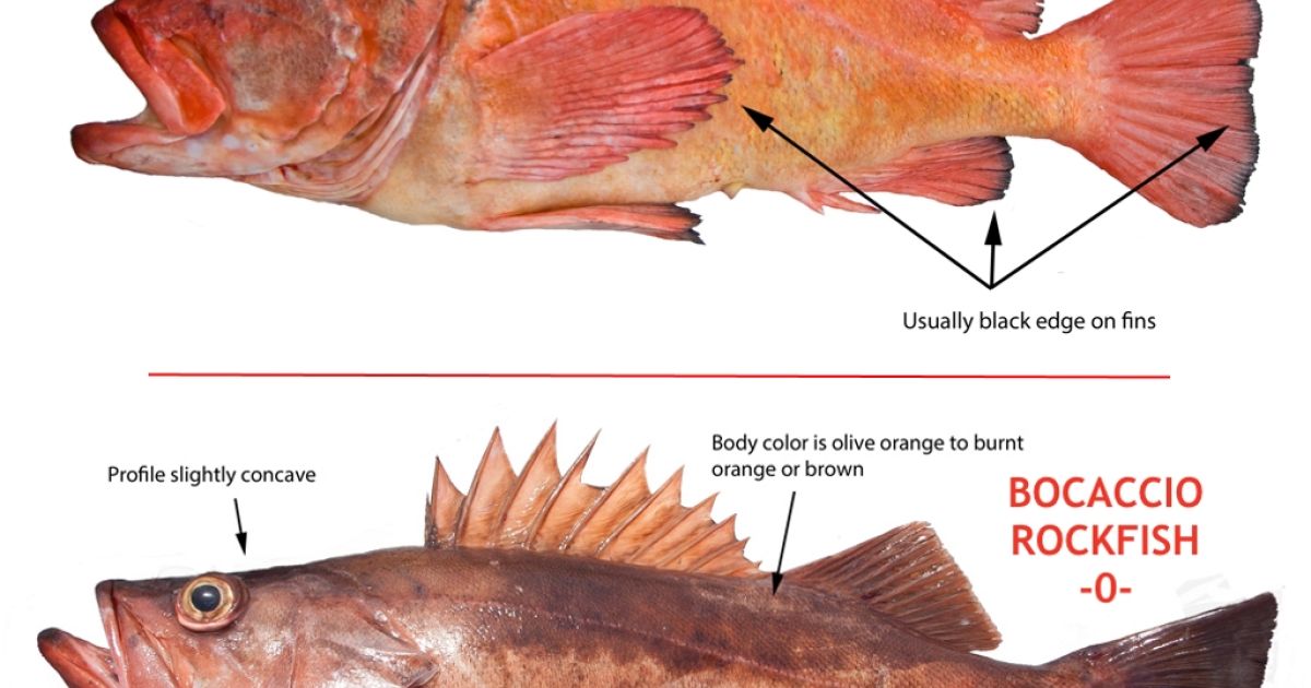 How to release rockfish alive Rockfish