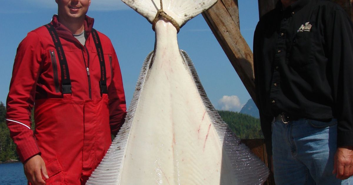 Kyuquot Halibut Fishing