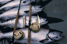 Kyuquot Sound - Nice Salmon Catch