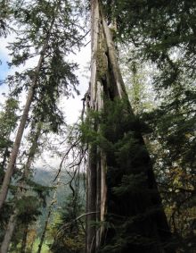 Stamp River Old Growth Forests - Surrounded by Nature