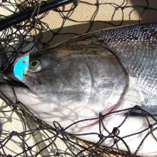 Kyuquot Salmon in the net - Murphy's